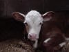 calf