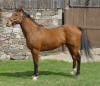 Bay Thoroughbred