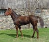 Chestnut Thoroughbred