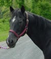 Horse head