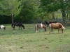 Ponies