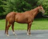 Chestnut Quarter Horse Cowboy