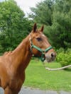 Chestnut Quarter Horse Cowboy