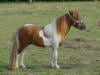 Paint Pony