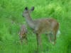 deerfawn