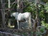 Horses in the country