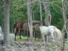 Horses in Pennsylvania