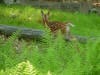 deer fawn