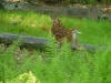 fawn