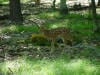 fawn
