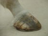 collapsed heels
