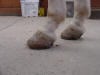 collapsed heels