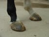 collapsed heels