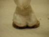 faulty comformation - hoof off balance