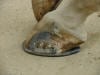 correcting collapsed heel