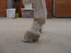improper shoeing corrected
