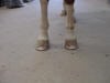improper shoeing corrected