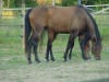 Horses grazing