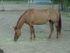 Quarter Horse