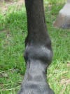 Osselets - Suspensory