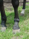 Osselets - Suspensory