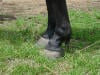 Osselets - Suspensory