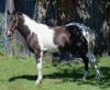 Paint Horse