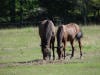 Horses grazing