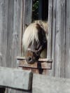 Pony Head