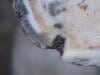 bacterial ingection of the white line