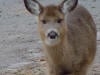 deer winter