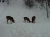 deer winter