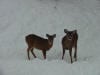 deer winter