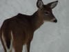 deer winter
