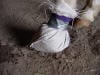 Hoof - Deep Abscess Treatment