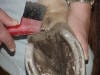 Hoof - Thrush Treatment