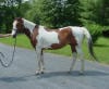 Paint Horse