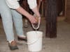 Hoof - Thrush Treatment
