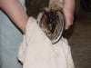 Hoof - Thrush Treatment