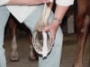Hoof - Thrush Treatment
