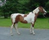 Paint Horse