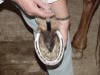 Hoof - Thrush Treatment