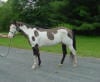 Paint Horse