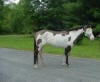 Paint Horse