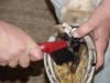 Hoof - Thrush Treatment