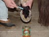 Hoof - Thrush Treatment