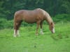 Horse grazing