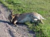 roadkill deer