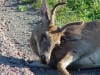 roadkill deer