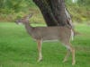 deer